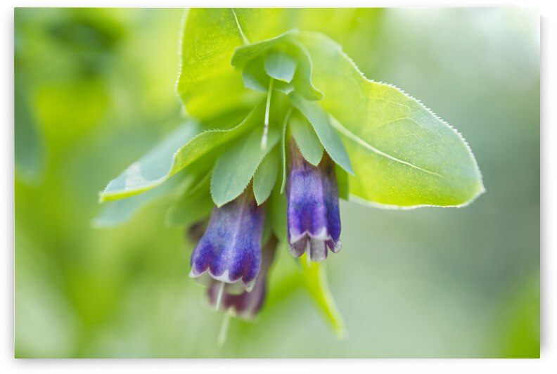 Purple Honeywort Flower by Iris H Richardson