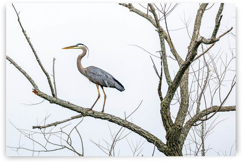 Great Blue Heron in Tree by Joe Riederer