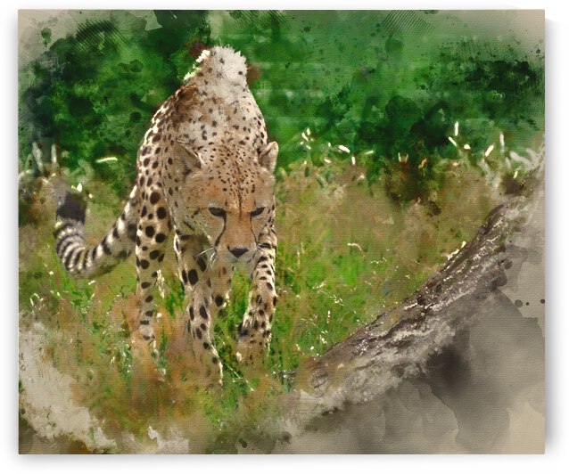 Watercolor painting of Cheetah Acinonyx Jubatus Big Cat  by Matthew Gibson