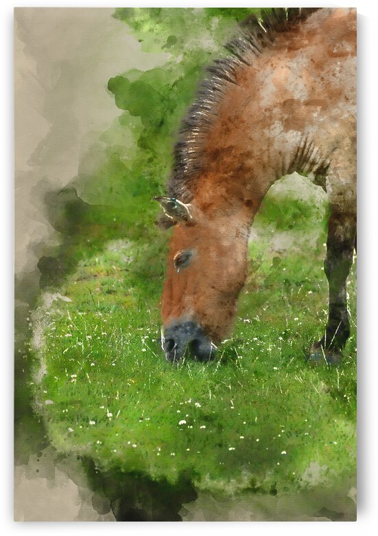 Watercolor painting of Przewaski horse equus ferus przwealski by Matthew Gibson