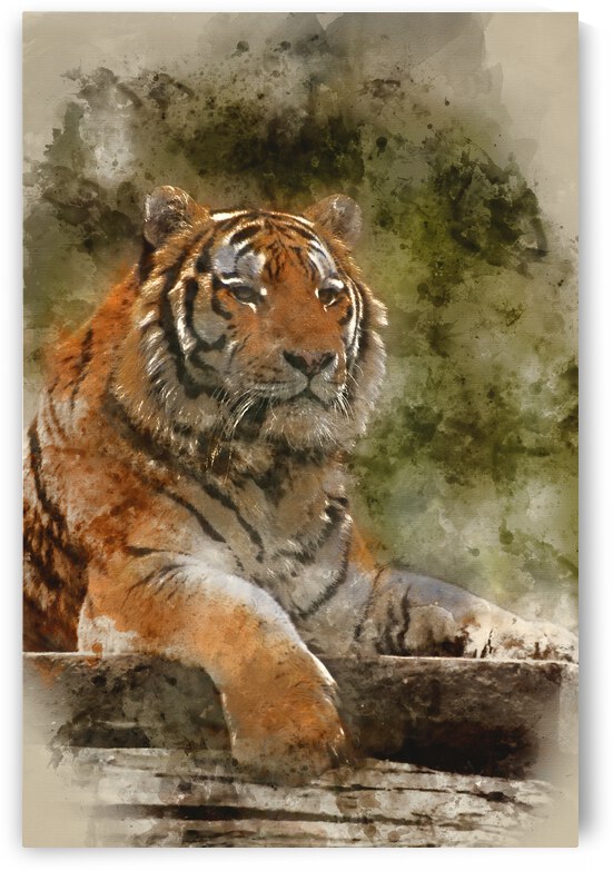 Watercolor painting of Stunning close up image of tiger relaxing by Matthew Gibson