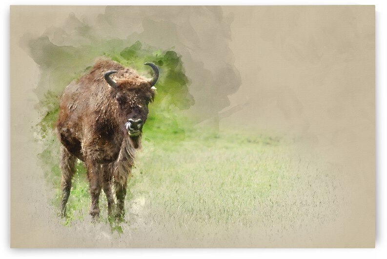 Watercolor painting of European bison bison bonasus cardus linu by Matthew Gibson