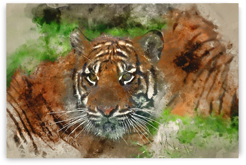Watercolor painting of Portrait of Sumatran Tiger Panthera Tigri by Matthew Gibson