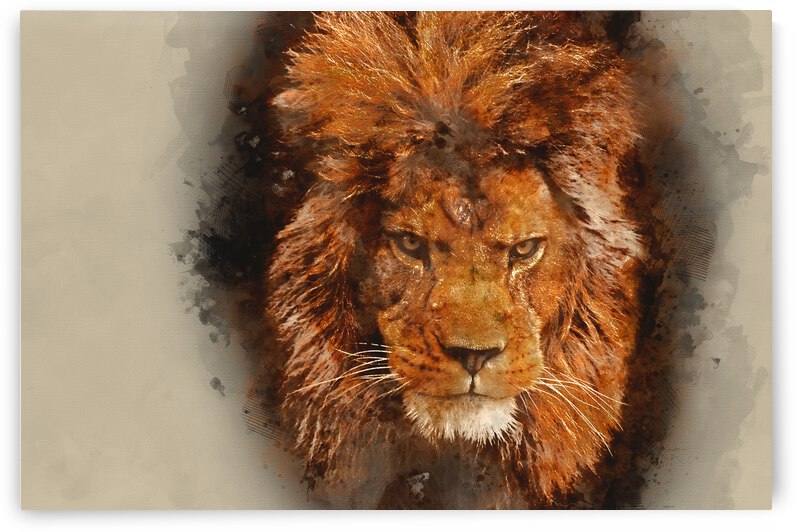 Watercolour painting of Stunning facial portrait of male lion on by Matthew Gibson
