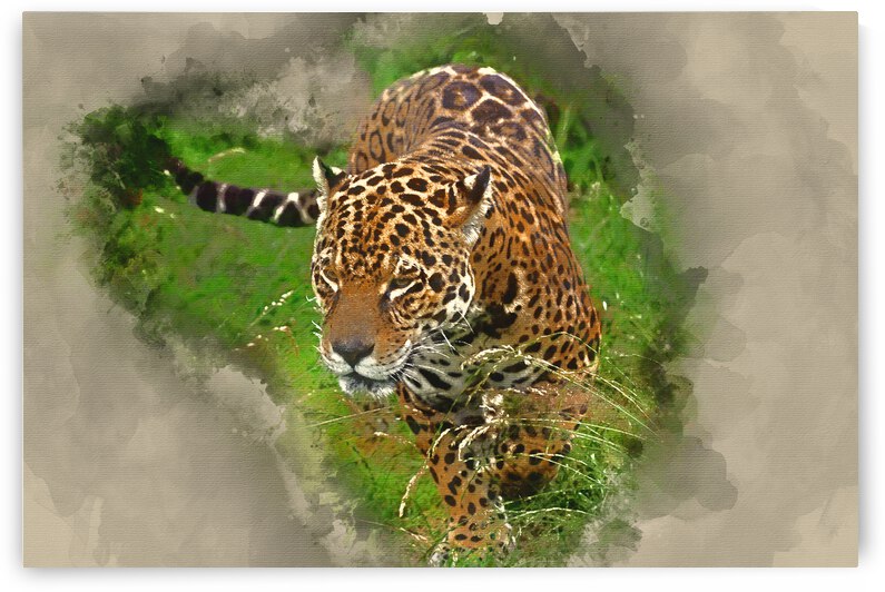 Watercolour painting of Stunning jaguar Panthera Onca prowling t by Matthew Gibson