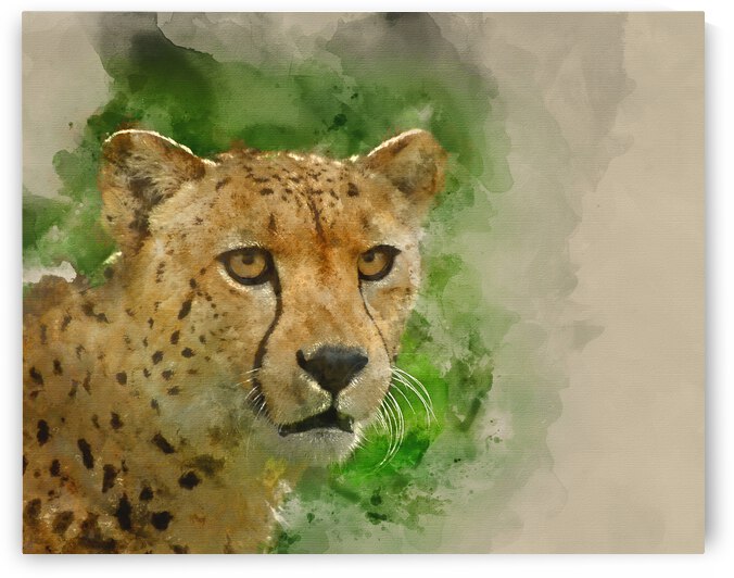 Watercolour painting of Cheetah Acinonyx Jubatus Big Cat  by Matthew Gibson
