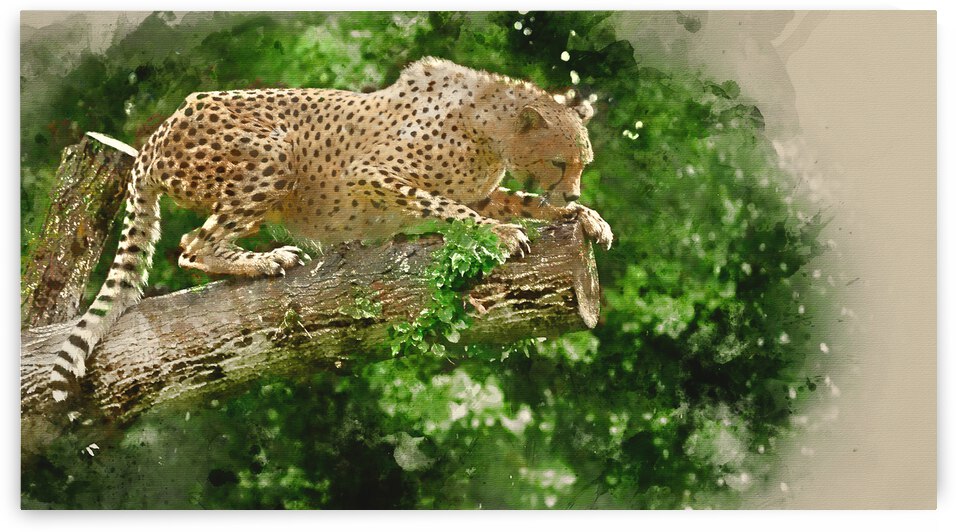 Cheetah Acinonyx Jubatus Big Cat  by Matthew Gibson