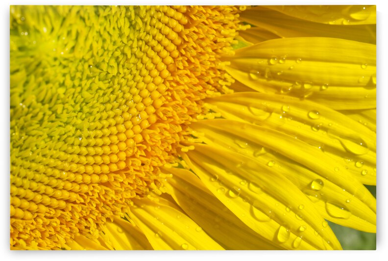 Sunflower Head Right Macro by Iris H Richardson