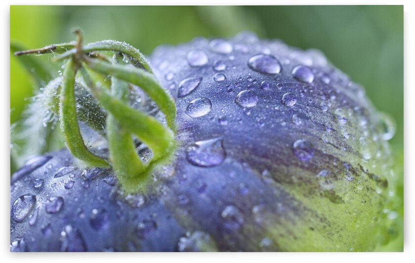 Chocolate Striped Tomato With Morning Dew by Iris H Richardson
