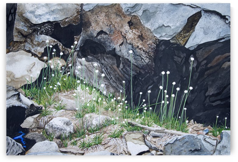 Common Pipewort Painting by Stephen Emms