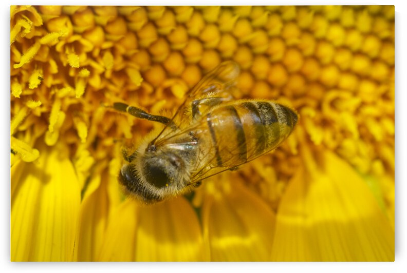 Honey Bee Sunflower Macro by Iris H Richardson
