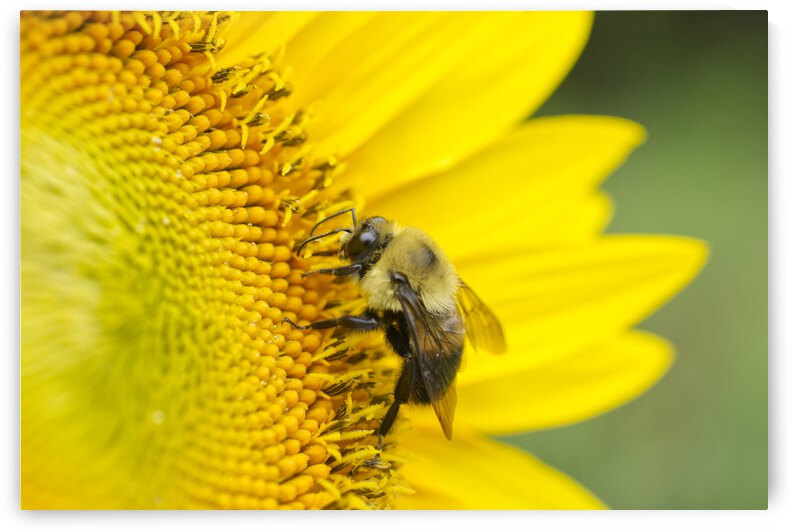 Carpenter Bee Profile on Sunflower by Iris H Richardson