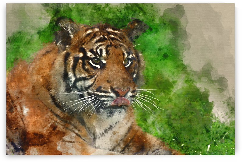 Digital watercolor painting of Portrait of Sumatran Tiger Panthe by Matthew Gibson