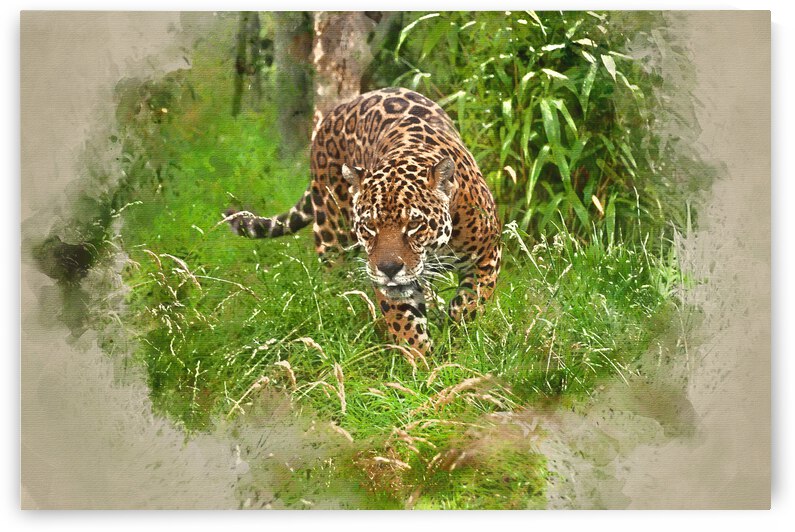 Digital watercolour painting of Stunning jaguar Panthera Onca pr by Matthew Gibson