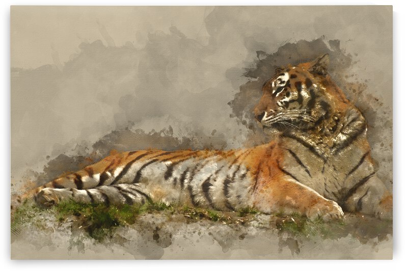 Digital watercolour painting of Beautiful tiger laying down on g by Matthew Gibson