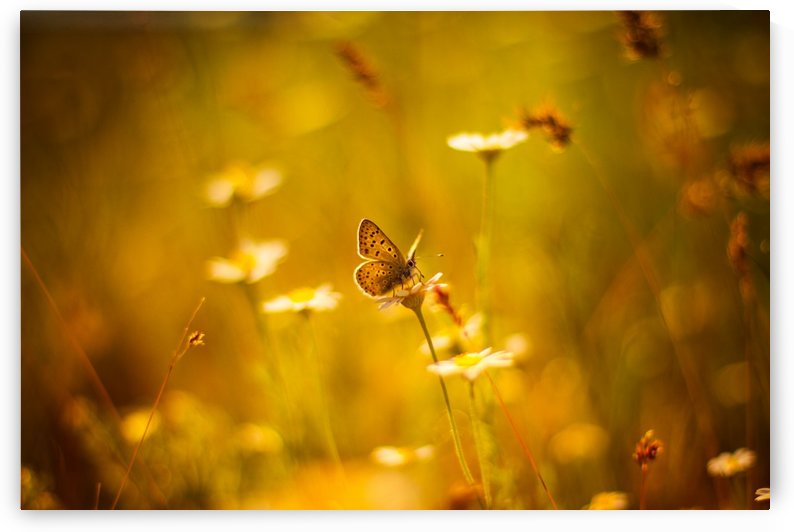 Golden sunset. Daisy and butterfly by icemanphotos
