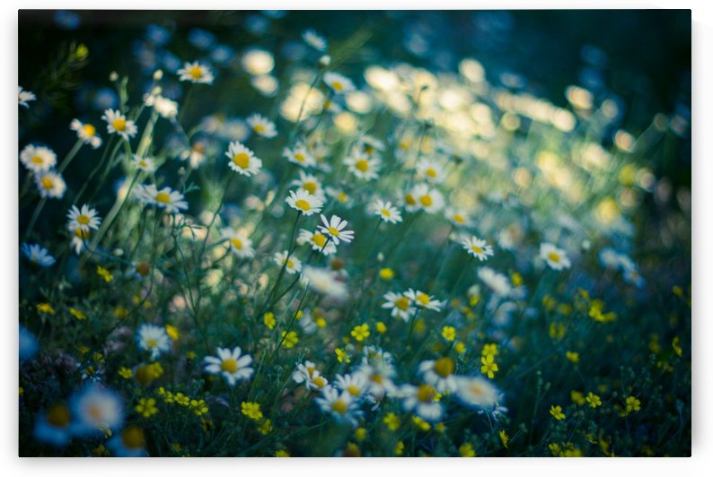 Summer, spring daisy field by icemanphotos