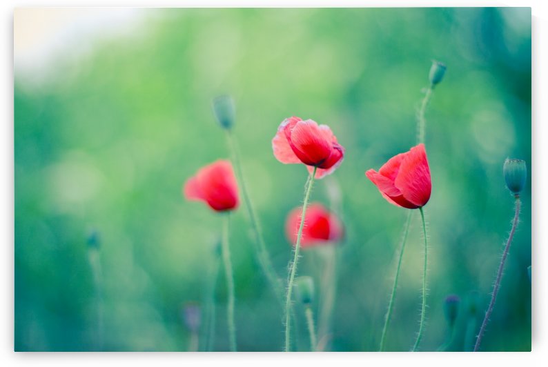 Summer poppy flowers by icemanphotos