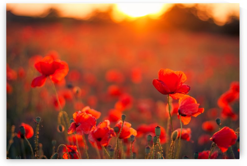 Beautiful Sunset poppy flowers by icemanphotos