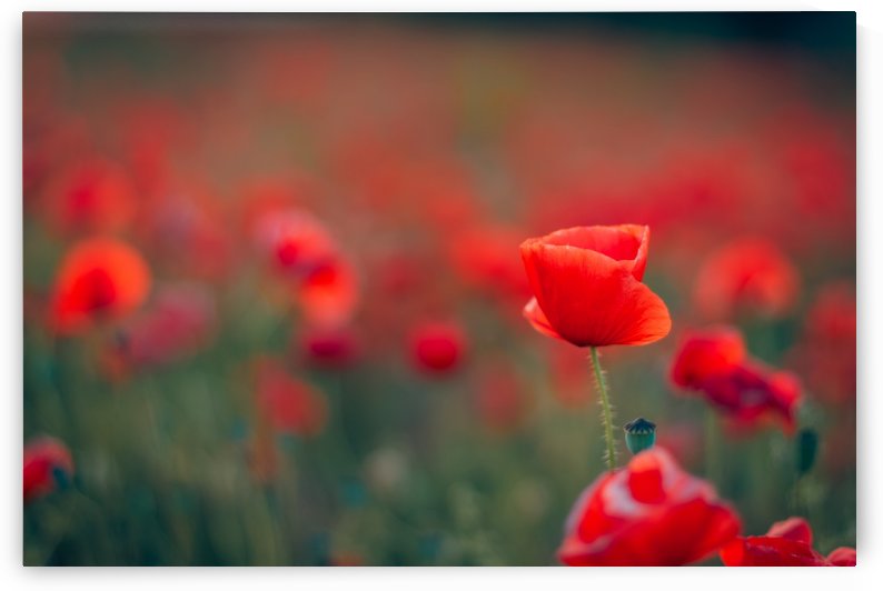 Beautiful Sunset poppy flowers by icemanphotos