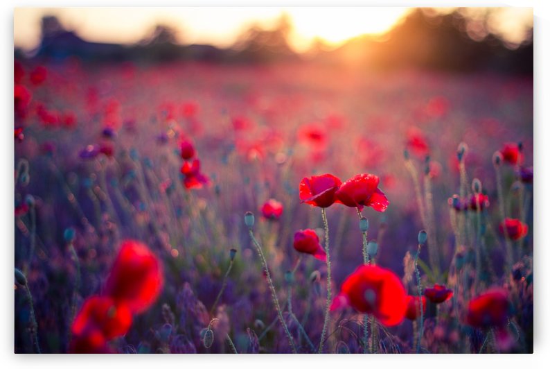 Beautiful Sunset poppy flowers by icemanphotos