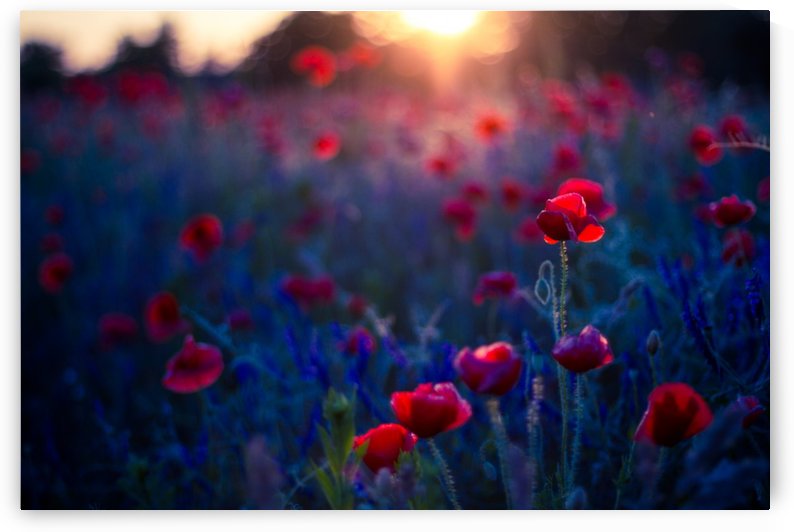Beautiful Sunset poppy flowers by icemanphotos