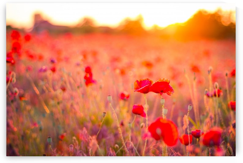 Beautiful Sunset poppy flowers by icemanphotos