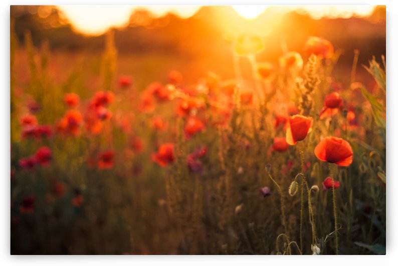 Beautiful Sunset poppy flowers by icemanphotos