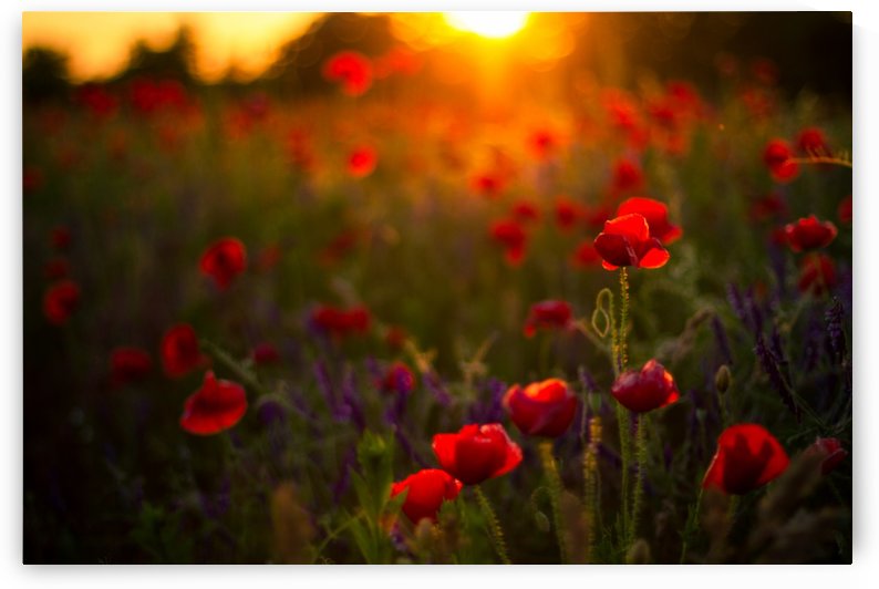 Beautiful Sunset poppy flowers by icemanphotos