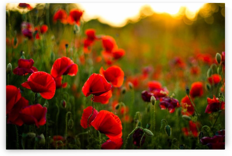 Beautiful Sunset poppy flowers by icemanphotos