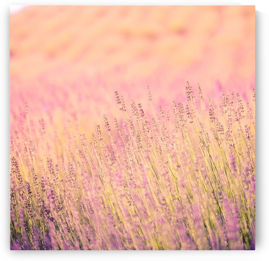 Sunset lavender flowers, instagram effect by icemanphotos