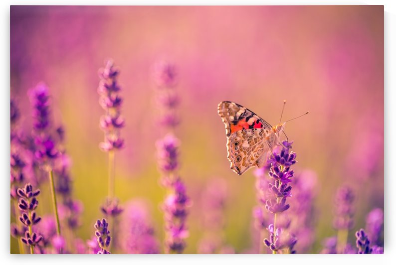 Beautiful Sunset lavender flowers by icemanphotos