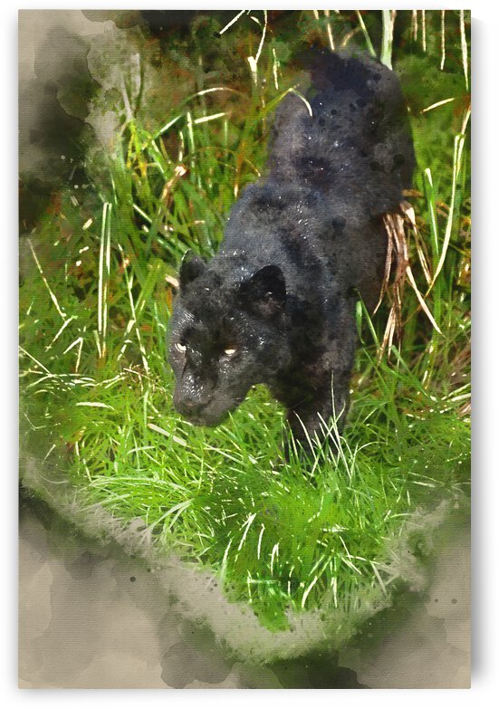 Digital watercolour painting of Black leopard Panthera Pardus pr by Matthew Gibson