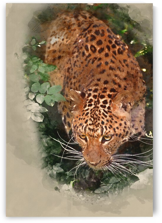Digital watercolour painting of Beautiful leopard Panthera Pardu by Matthew Gibson