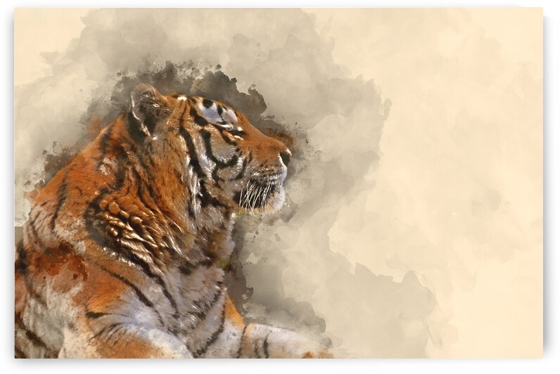 Digital watercolor painting of Stunning close up image of tiger  by Matthew Gibson