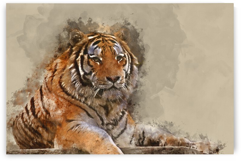 Digital watercolour painting of Stunning close up image of tiger by Matthew Gibson