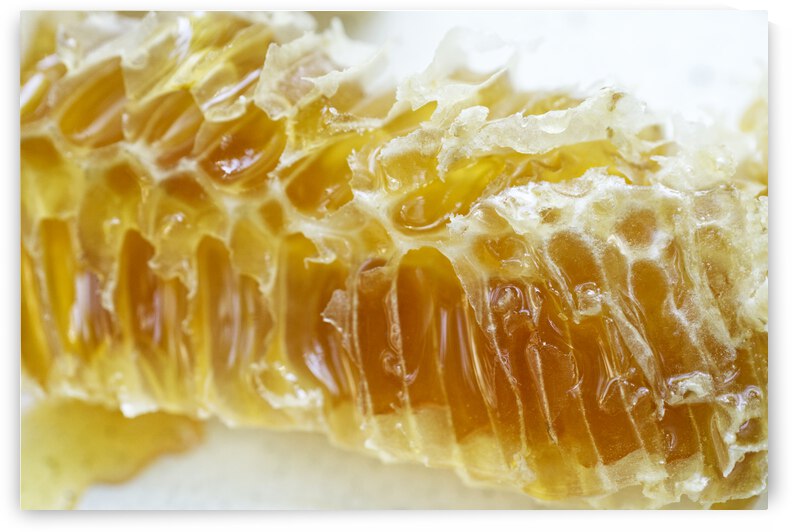 Honey comb slice from the side by Iris H Richardson