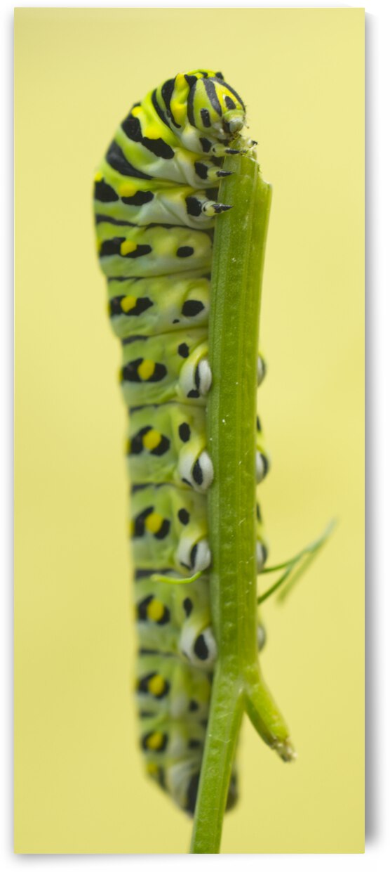 Black swallowtail butterfly caterpillar on yellow by Iris H Richardson