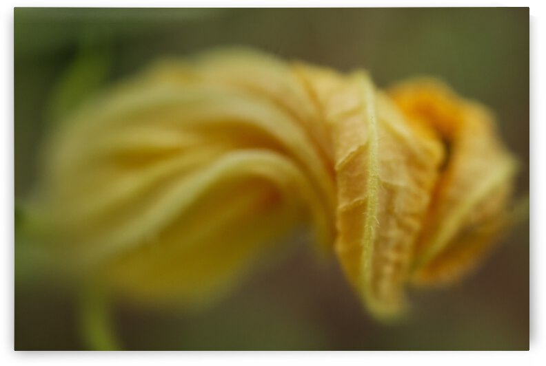 Closed Orange Squash Flower  by Iris H Richardson
