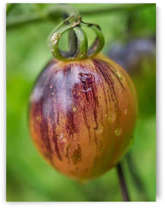 Chocolate Striped Tomato  by Iris H Richardson