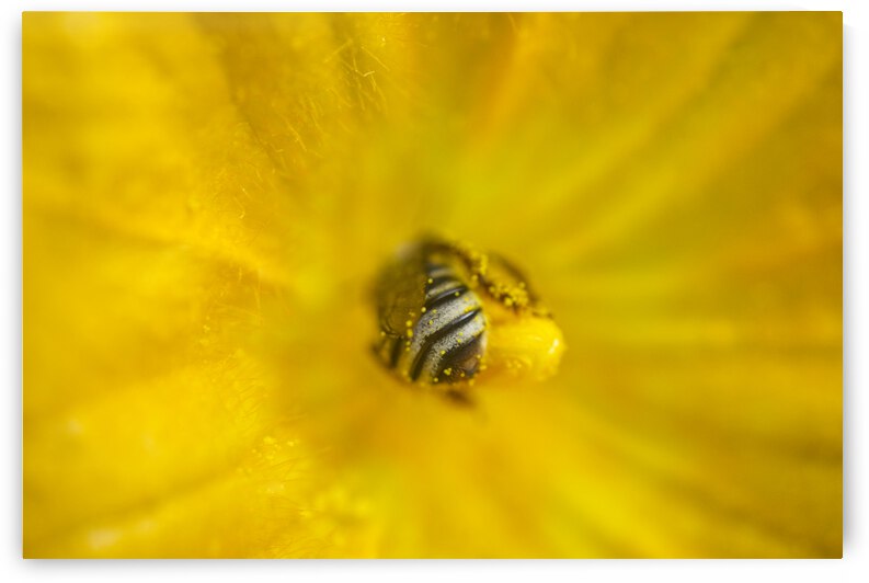 Honeybee in Squash Stamen by Iris H Richardson