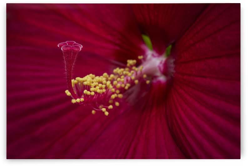 Deep Red Hibiscus Flower by Iris H Richardson