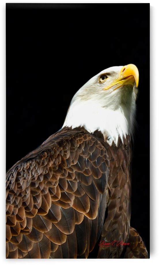 Bald Eagle by Bruce Brown