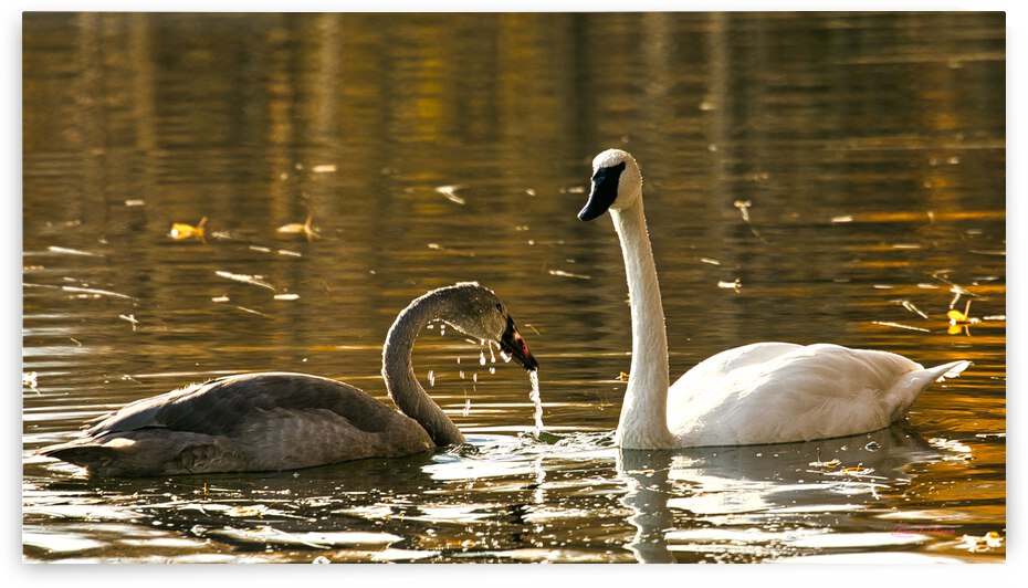 White and Gray Swans by Bruce Brown