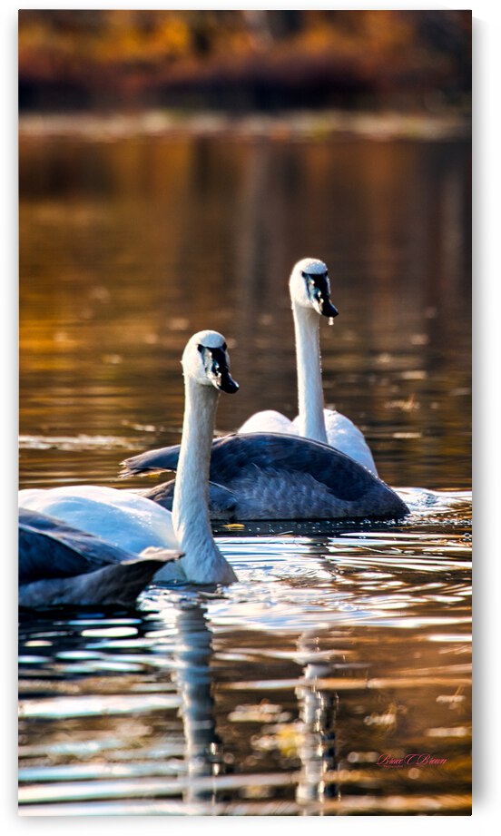 Swan Pair by Bruce Brown
