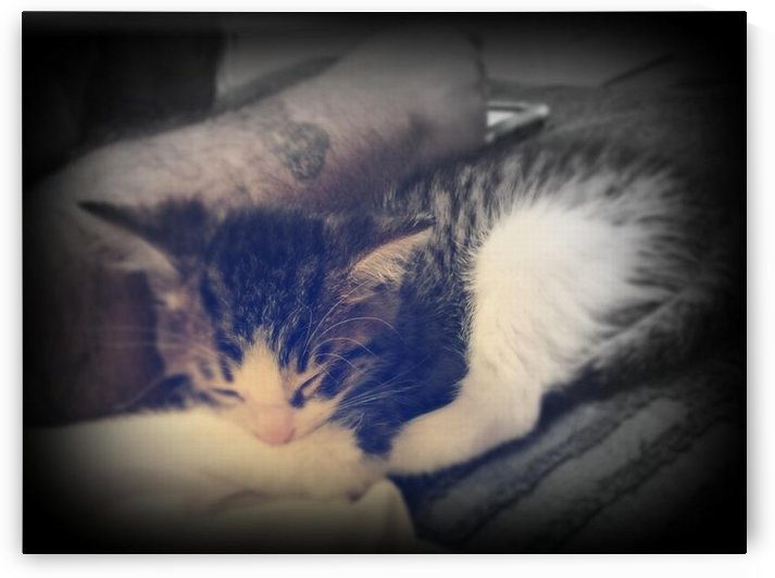 sleepy cortez by Shutterbug