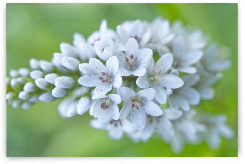 Gooseneck Loosestrife on Green by Iris H Richardson