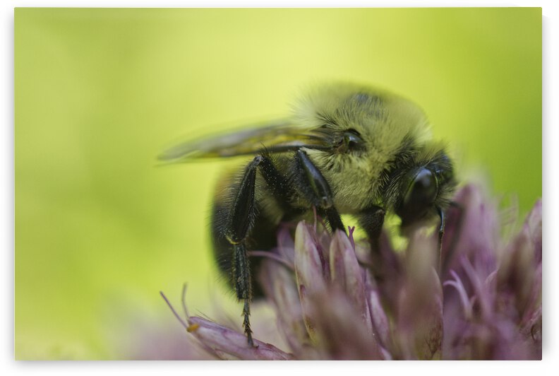 Carpenter Bee on Russian Sage with Green Background by Iris H Richardson