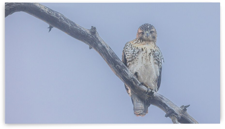 Immature red-tailed hawk in the fog  by Joe Riederer