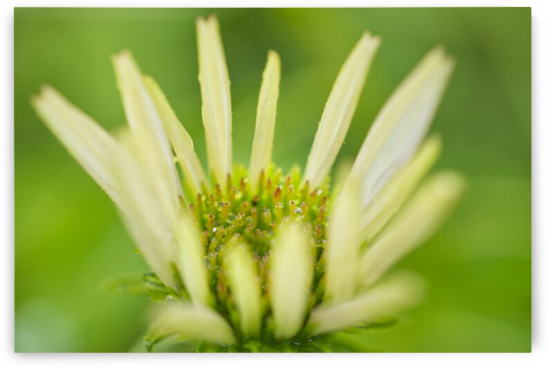 White Coneflower With Dew by Iris H Richardson